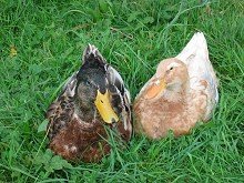 Enten