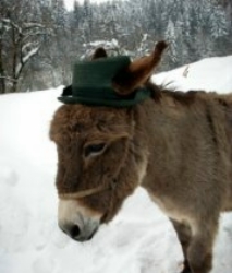 Esel im Winter