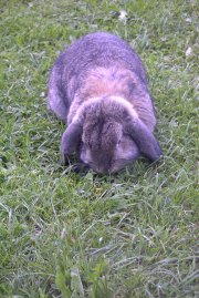 Hase