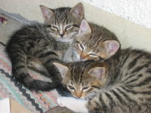 Katzen